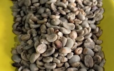 La anatomía del Café Oro: El secreto detrás de una taza excepcional