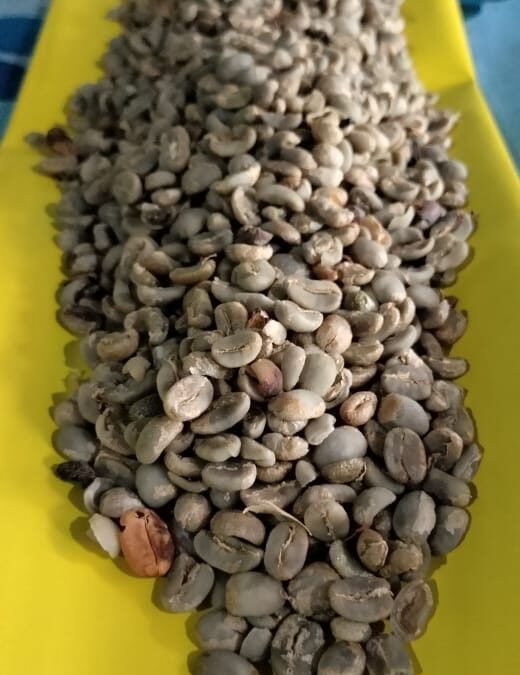 La anatomía del Café Oro: El secreto detrás de una taza excepcional