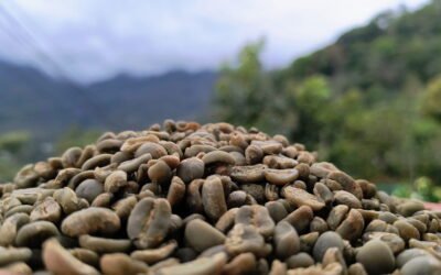 Café Pergamino vs. Café Oro: ¿Cuál es la mejor opción para tu negocio?