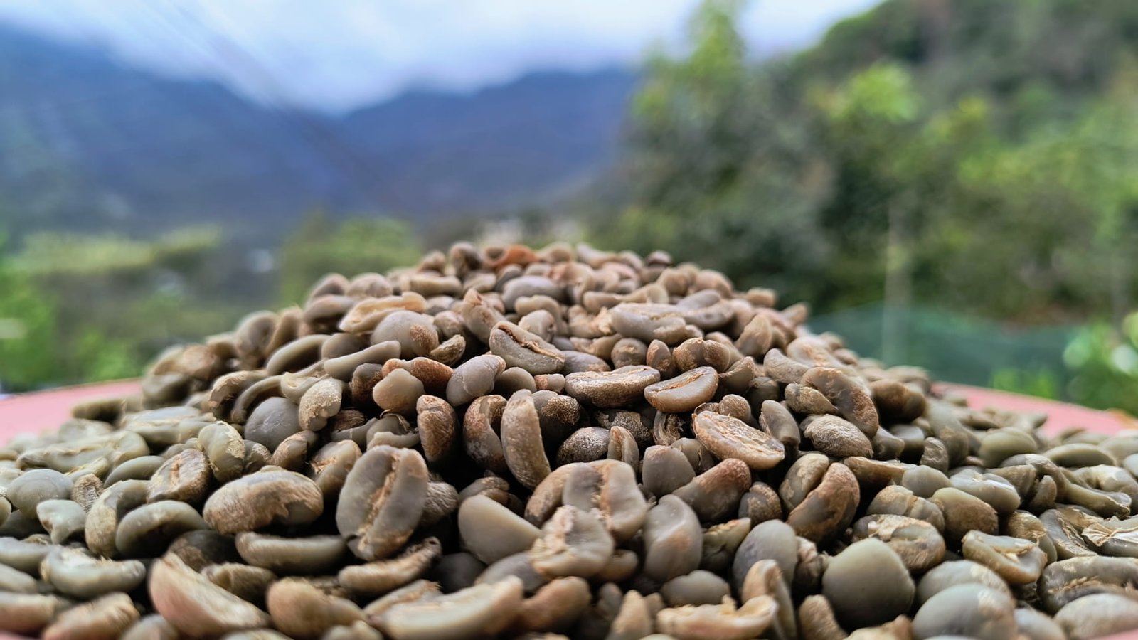 Café Oro - 5kg - Image 3