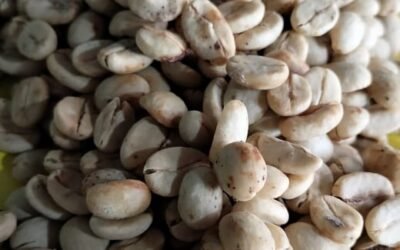 Café Pergamino de 5 kg: Guía de Rentabilidad para Productores