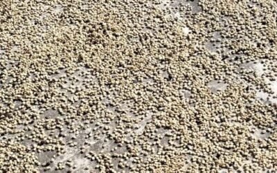 La ciencia del secado lento: Por qué el método artesanal define la calidad