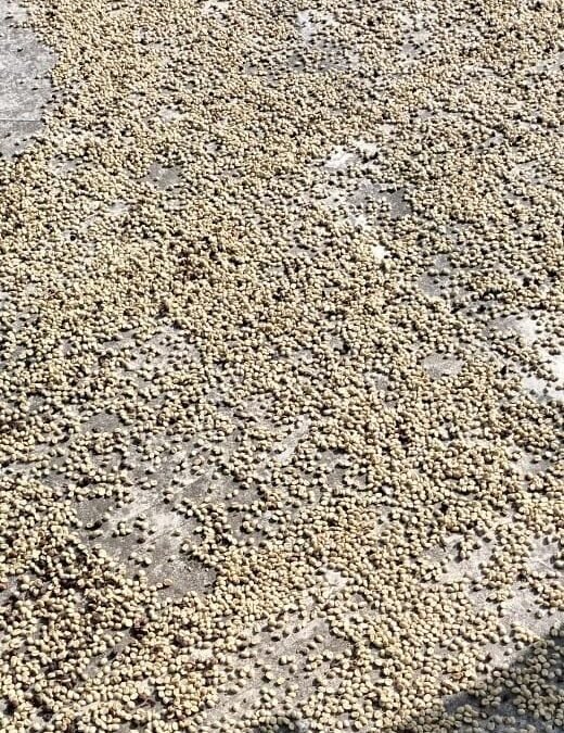 La ciencia del secado lento: Por qué el método artesanal define la calidad