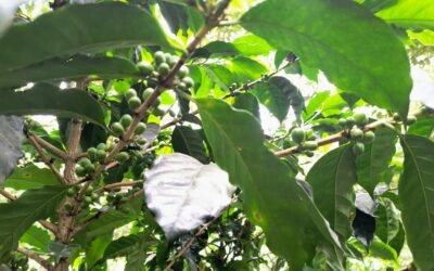 Preparando la cosecha: El ciclo de vida en la Sierra Norte.